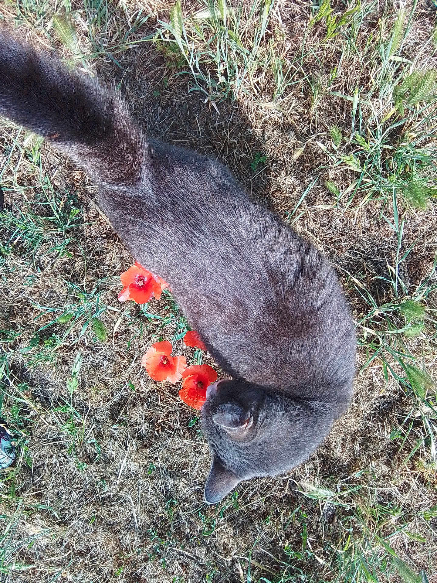 Moon a rejoint le concours — aidez-le/la à gagner de superbes lots ! cat, gray_cat, flower, poppy, red_flower, grass, dry_grass, outdoor, nature, animal, pet, feline, curious, sniffing, sunlight, top_view, wildflowers, plant, summer, closeup