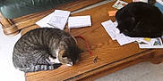 Moon a rejoint le concours — aidez-le/la à gagner de superbes lots ! cat, tabby_cat, black_cat, sleeping, coffee_table, papers, keys, remote_control, couch, indoor, wooden_table, furniture, pet, domestic, relaxing, cozy, floor, notebook, leisure, home