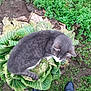 Moon participe au concours pour gagner de l'argent avec cette photo : cat, gray_cat, cabbage, leafy_vegetable, garden, greenery, grass, soil, plant, outdoor, animal, pet, fur, whiskers, feet, shoes, jeans, nature, curious, relaxed