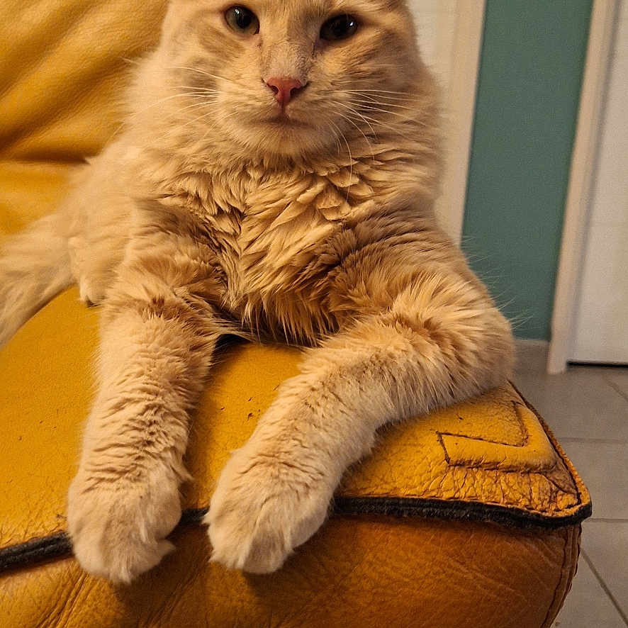 Gustave a rejoint le concours — aidez-le/la à gagner de superbes lots ! animal, cat, cute, domestic, door, ears, feline, floor_tiles, fur, furniture, home_interior, indoor, leather_couch, mammal, orange_cat, paws, pet, relaxed, walls, whiskers