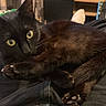 animal, black_cat, cat, closeup, cozy, cute, domestic_animal, feline, fur, indoor, paw, pet, portrait, relaxed, resting, sleepy, soft_lighting, stretching, whiskers, yellow_eyes