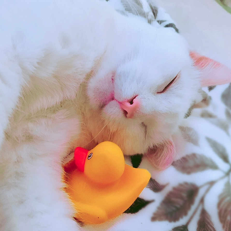 Otto Bobbi is registered to the contest to win money with this photo: angora, animal, bed, blanket, cat, citrusfruit, food, fruit, kitten, manx, orange, person, pet, photography, plant, plush, produce, siamese, sleeping, toy