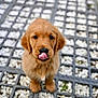 puppy, dog, golden_retriever, tongue_out, cute, portrait, close_up, pebbles, grid, outdoor, fur, brown, eyes, nose, paws, sitting, looking_up, background_blur, ground, pet