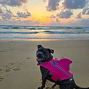 Volka participe au concours pour gagner de l'argent avec cette photo : animal, beach, canine, clouds, coast, dog, happy, life_jacket, nature, ocean, outdoor, pet, pink, sand, sea, sky, smiling, sunset, water, waves