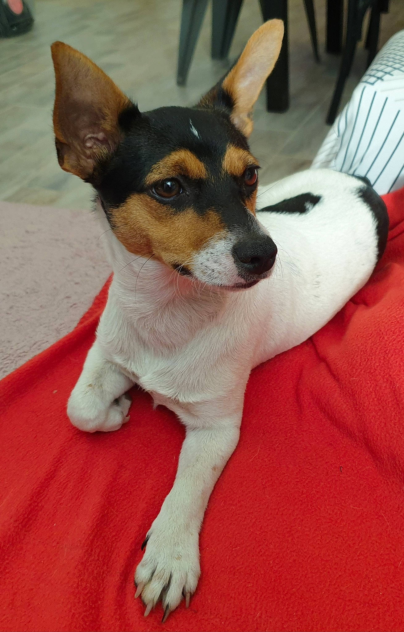 Teckna a rejoint le concours — aidez-le/la à gagner de superbes lots ! carnivore, collar, comfort, companion_dog, dog, dog_breed, paw, snout, terrestrial_animal, throat, working_animal