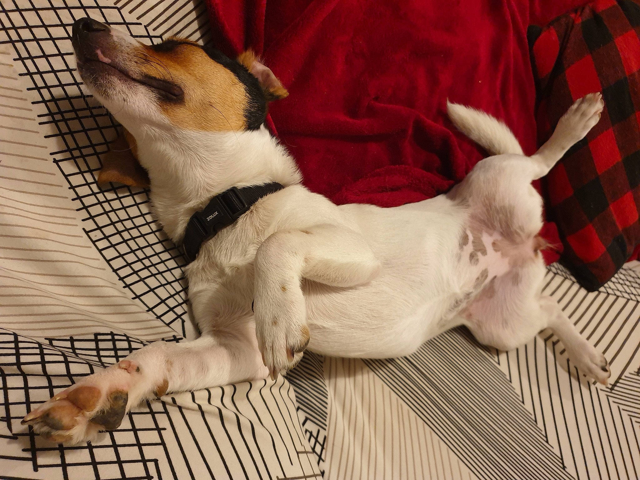 Teckna participe au concours pour gagner de l'argent avec cette photo : carmine, carnivore, collar, comfort, companion_dog, dog, dog_breed, dog_collar, fawn, felidae, fur, paw, snout, sporting_group, tail, tartan, toy_dog, whiskers, wood, working_animal