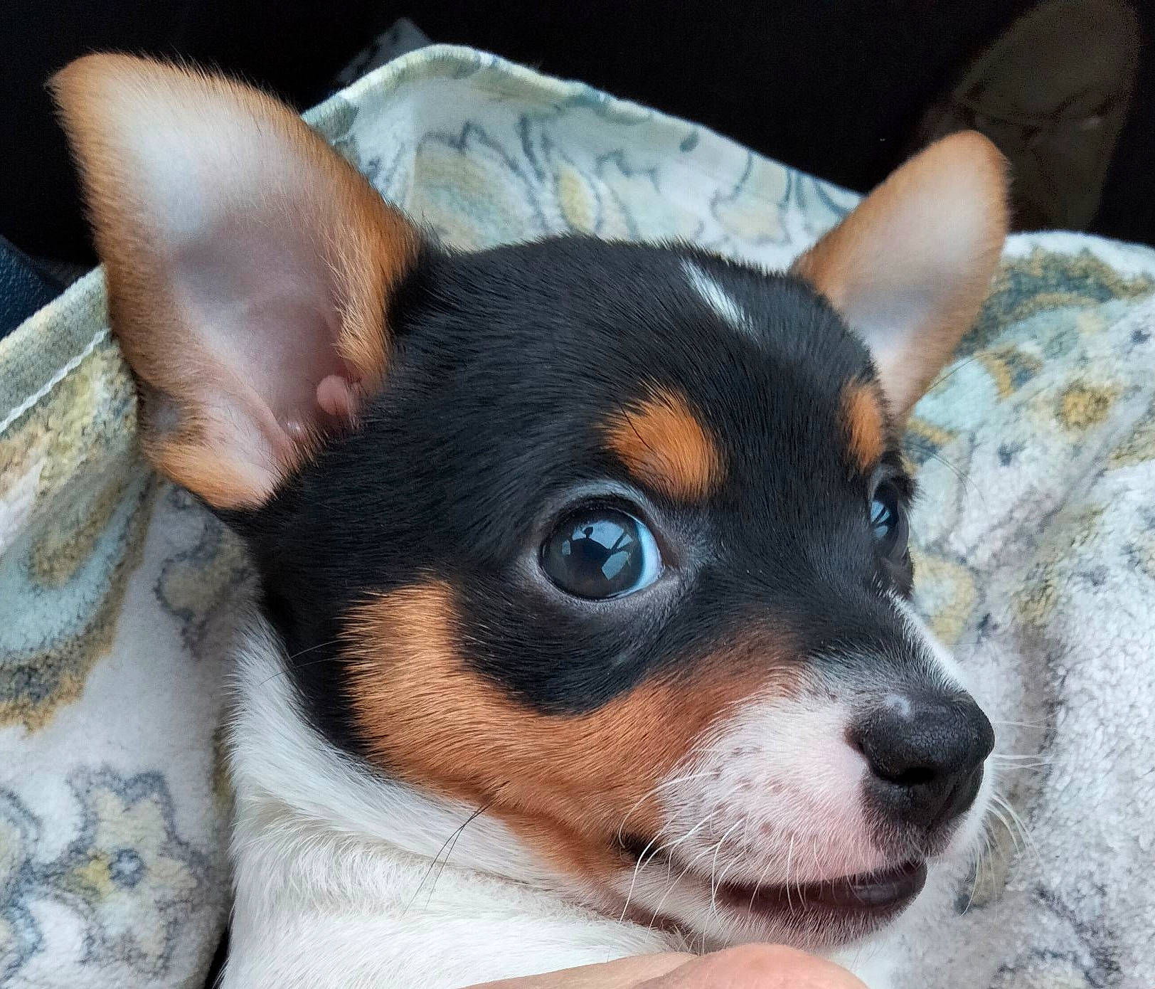 Teckna participe au concours pour gagner de l'argent avec cette photo : canidae, carnivore, comfort, companion_dog, dog, dog_breed, ear, fawn, fur, non_sporting_group, puppy, snout, sporting_group, terrestrial_animal, toy_dog, whiskers, working_animal