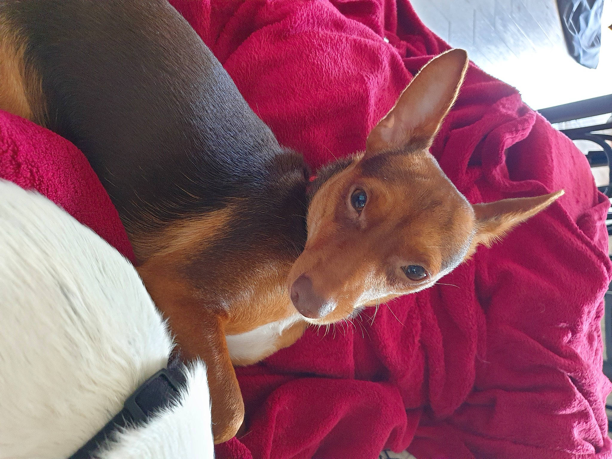 Sookie a rejoint le concours — aidez-le/la à gagner de superbes lots ! basenji, canidae, carmine, carnivore, comfort, companion_dog, dog, dog_breed, dog_sports, ear, event, fawn, fur, snout, terrestrial_animal, whiskers, working_animal