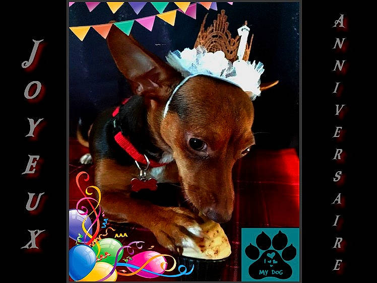 Sookie participe au concours pour gagner de l'argent avec cette photo : art, canidae, carnivore, companion_dog, costume_hat, dog, dog_breed, fawn, fur, illustration, linens, pet_supply, photo_caption, picture_frame, rectangle, snout, square, toy_dog, whiskers, working_animal