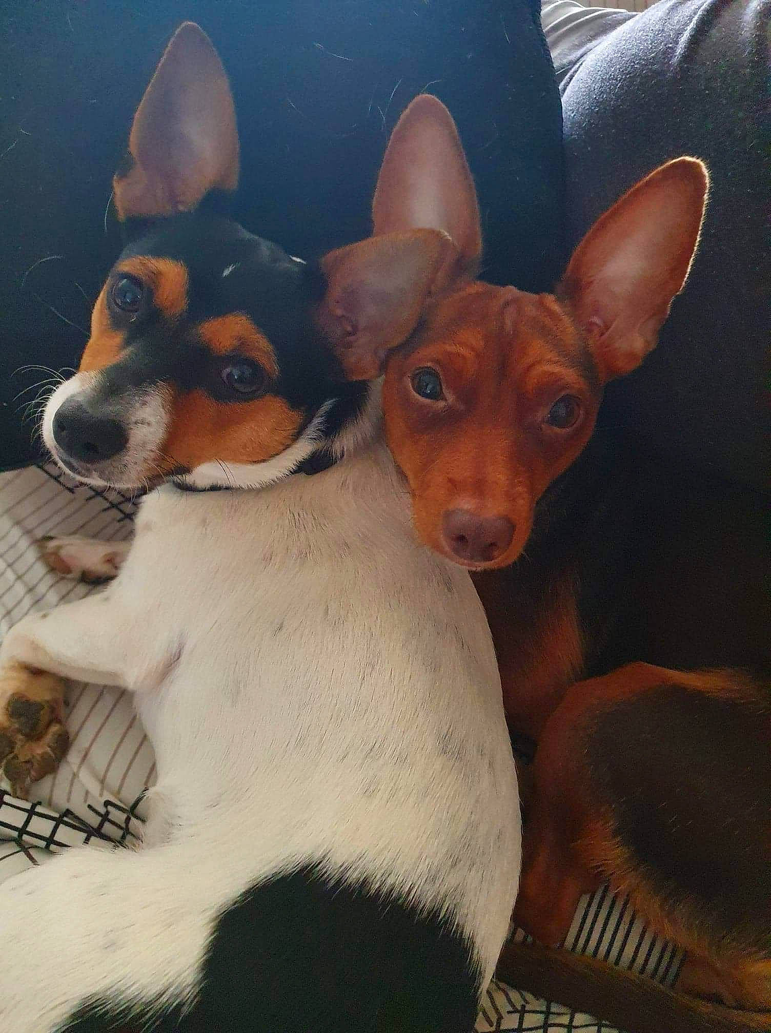 Sookie participe au concours pour gagner de l'argent avec cette photo : ancient_dog_breeds, canidae, carnivore, companion_dog, dog, dog_breed, ear, fawn, fur, hunting_dog, liver, non_sporting_group, snout, terrestrial_animal, toy_dog, whiskers, wood, working_animal