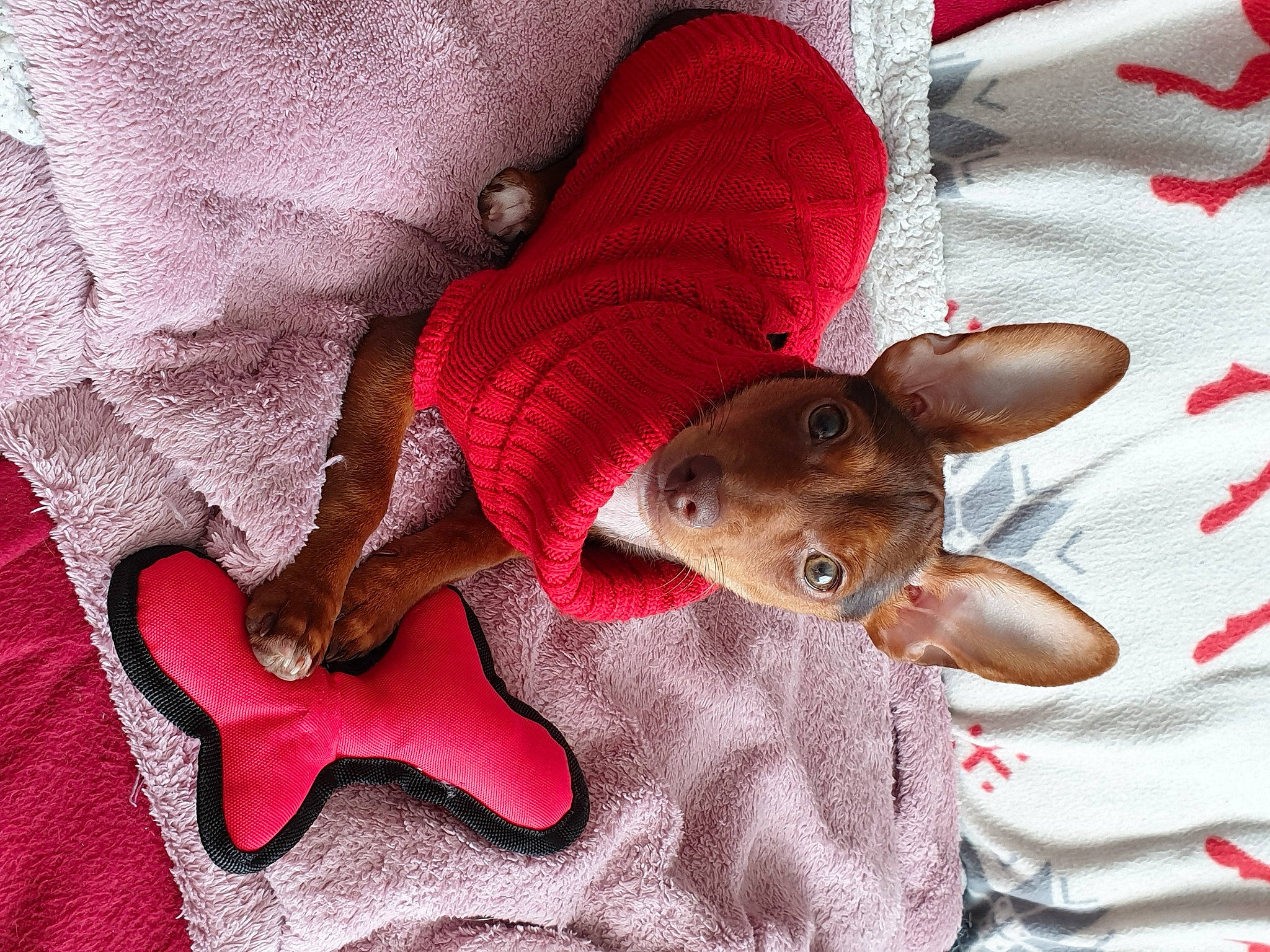 Sookie participe au concours pour gagner de l'argent avec cette photo : baby_toddler_clothing, baby_toys, carmine, companion_dog, dog_breed, fashion_accessory, fawn, fur, linens, magenta, nail, pattern, paw, pink, plush, stuffed_toy, tail, toy, toy_dog, whiskers