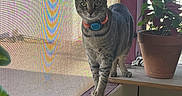 Ruger joined the competition — help win amazing prizes! cat, tabby_cat, striped_fur, pet, animal, collar, name_tag, standing, windowsill, window, indoor, houseplant, potted_plant, leaves, sunlight, portrait, looking_at_camera, greenery, cozy, home