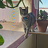 cat, tabby_cat, striped_fur, pet, animal, collar, name_tag, standing, windowsill, window, indoor, houseplant, potted_plant, leaves, sunlight, portrait, looking_at_camera, greenery, cozy, home