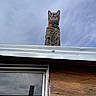 cat, tabby_cat, pet, animal, rooftop, roof, building, house, sky, cloudy, outdoor, portrait, looking_down, collar, tag, whiskers, ears, fur, architecture, upward_view