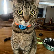 Ruger is registered to the contest to win money with this photo: cat, tabby, pet, animal, sitting, portrait, wide_eyes, green_eyes, whiskers, collar, name_tag, indoor, wooden_floor, food_bowl, toy, home, alert, furry, closeup, photography