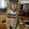 cat, tabby, pet, animal, sitting, portrait, wide_eyes, green_eyes, whiskers, collar, name_tag, indoor, wooden_floor, food_bowl, toy, home, alert, furry, closeup, photography