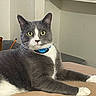 Cassius is registered to the contest to win money with this photo: cat, gray_cat, white markings, tuxedo_cat, pet, feline, indoor, portrait, sitting, lying_down, stretching, green_eyes, whiskers, pointed_ears, collar, pet_tag, cushion, cozy, treats, home