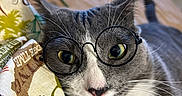 Cassius joined the competition — help win amazing prizes! cat, gray_cat, white_cat, glasses, round_glasses, whiskers, green_eyes, closeup, portrait, pet, animal, indoors, houseplant, fabric, blanket, snack_tube, funny, cute, alert, photography