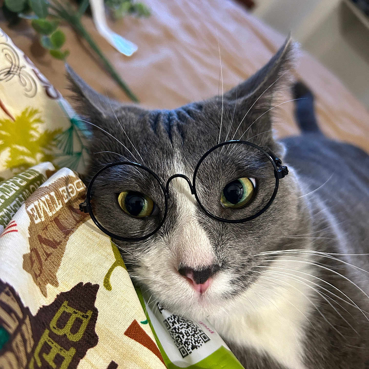 Cassius joined the competition — help win amazing prizes! cat, gray_cat, white_cat, glasses, round_glasses, whiskers, green_eyes, closeup, portrait, pet, animal, indoors, houseplant, fabric, blanket, snack_tube, funny, cute, alert, photography