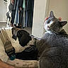 Cassius joined the competition — help win amazing prizes! cat, dog, pets, animal, gray_cat, spotted_dog, indoors, closet, clothing, collar, pet_tag, seated, close_up, whiskers, ears, fur, companionship, funny, home, portrait