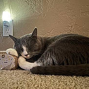 Cassius is registered to the contest to win money with this photo: cat, tuxedo_cat, sleeping, curled_up, pet, animal, whiskers, ears, paws, tail, cardboard_box, scratched_box, carpet, indoor, home, wall, electrical_outlet, lamp, cozy, nap