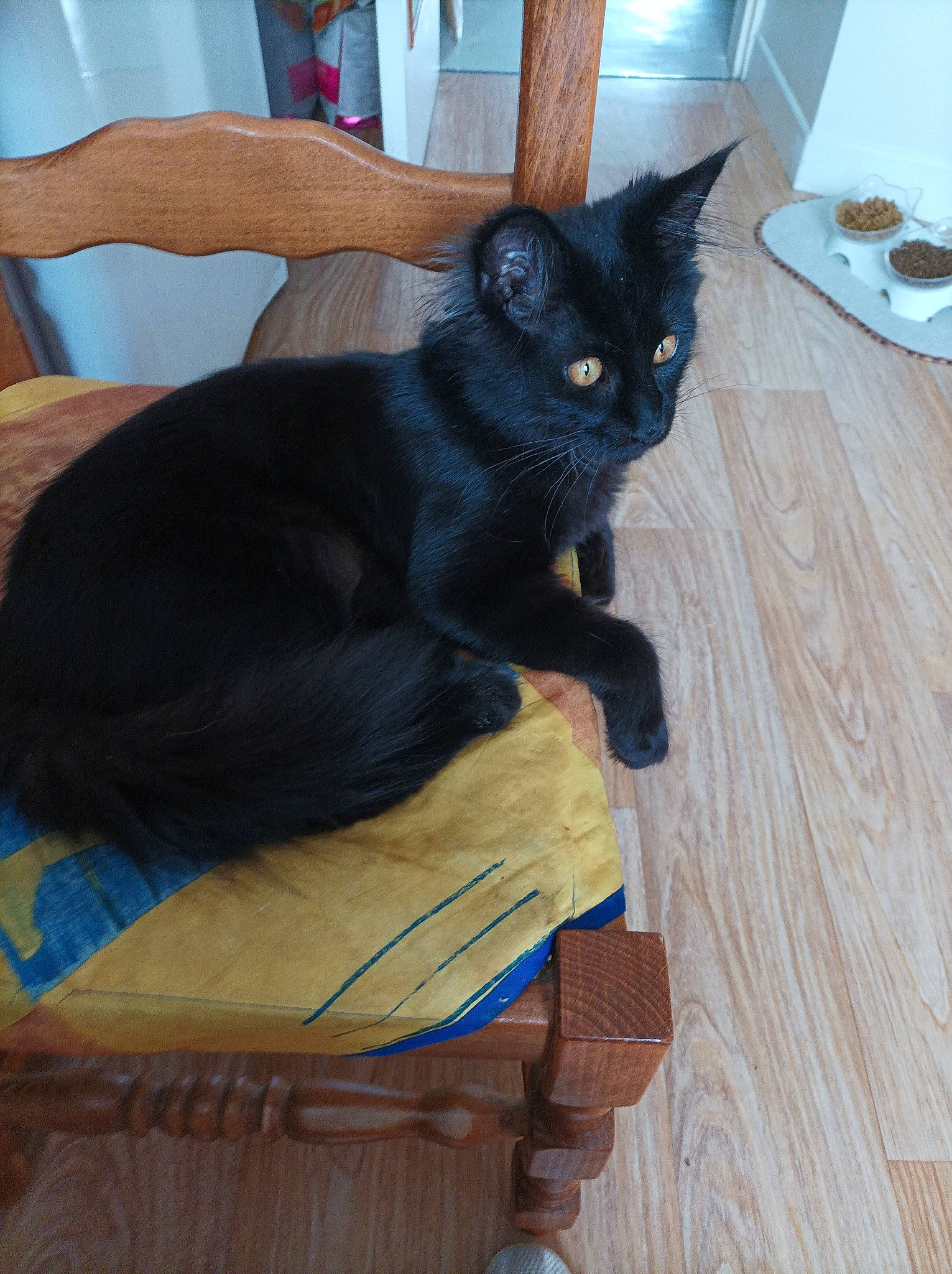 Ublaka De La Chatterie Alena participe au concours pour gagner de l'argent avec cette photo : black_cat, bombay, carnivore, cat, chair, claw, comfort, domestic_short_haired_cat, felidae, flooring, fur, hardwood, room, small_to_medium_sized_cats, snout, tail, whiskers, wood, wood_flooring, wood_stain