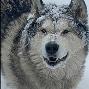 Paul joined the competition — help win amazing prizes! dog, snow, winter, animal, pet, fur, canine, outdoor, cold, smiling, nature, fluffy, muzzle, ears, portrait, happy, walking, snowflakes, winter_clothing, friendly