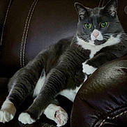 Oliver is registered to the contest to win money with this photo: cat, gray_cat, white_paws, green_eyes, relaxed, lounging, leather_couch, indoor, pet, feline, whiskers, closeup, fur, animal, domestic_cat, seated, resting, cute, portrait, comfortable