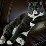 cat, gray_cat, white_paws, green_eyes, relaxed, lounging, leather_couch, indoor, pet, feline, whiskers, closeup, fur, animal, domestic_cat, seated, resting, cute, portrait, comfortable