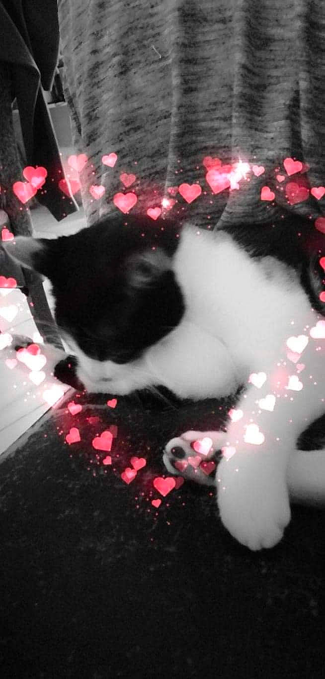 Princesse a rejoint le concours — aidez-le/la à gagner de superbes lots ! carmine, carnivore, cat, darkness, dog_breed, felidae, fur, magenta, mammal, paw, petal, pink, plant, small_to_medium_sized_cats, snout, tail, tints_and_shades, vertebrate, whiskers, window