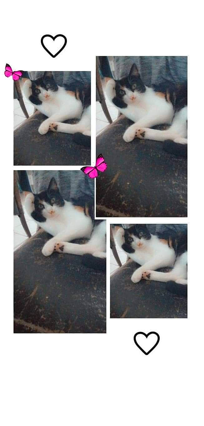 Princesse a rejoint le concours — aidez-le/la à gagner de superbes lots ! art, beauty, black, carnivore, cat, felidae, fur, light, mammal, organism, petal, photo_caption, photograph, sky, small_to_medium_sized_cats, snapshot, stock_photography, vertebrate, whiskers, white