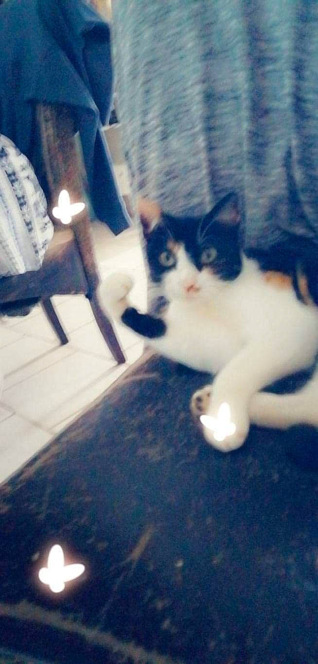 Princesse a rejoint le concours — aidez-le/la à gagner de superbes lots ! automotive_tire, carnivore, cat, chair, cloud, comfort, domestic_short_haired_cat, electric_blue, felidae, fur, human_leg, leg, metal, paw, sitting, small_to_medium_sized_cats, snout, tail, tints_and_shades, whiskers