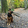 dog, forest, tree, leaves, autumn, umbrella, path, nature, outdoor, animal, pet, brown, black, collar, sitting, curious, ground, trunk, fall, woodland