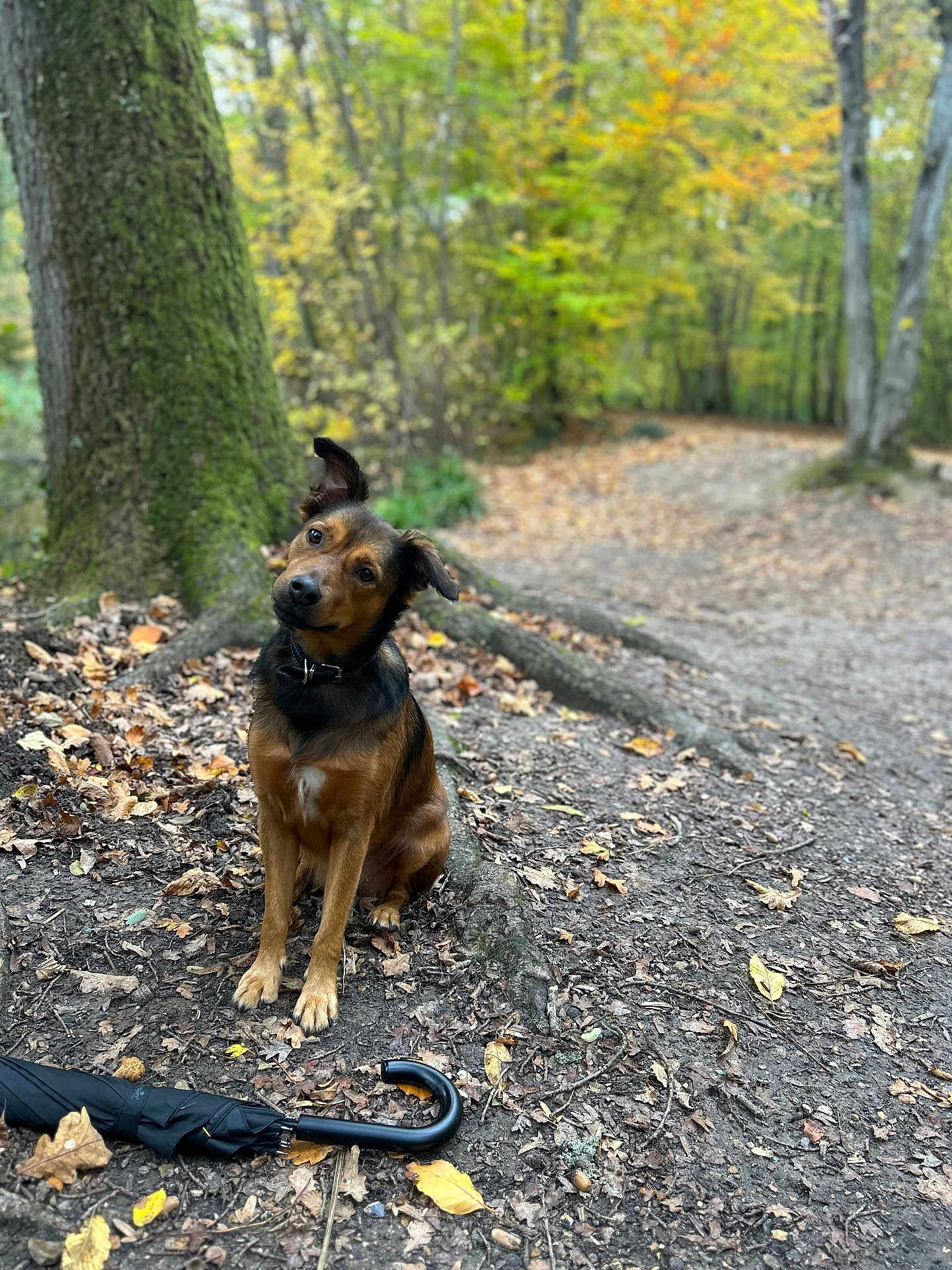 Naya a rejoint le concours — aidez-le/la à gagner de superbes lots ! dog, forest, tree, leaves, autumn, umbrella, path, nature, outdoor, animal, pet, brown, black, collar, sitting, curious, ground, trunk, fall, woodland
