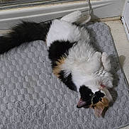 Alice joined the competition — help win amazing prizes! animal, calico, cat, curious, cute, domestic, door, ears, floor, fluffy, fur, home, indoor, mat, pet, relaxed, resting, tail, texture, whiskers