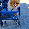 animal, blue, canine, cute, daytime, dog, fluffy, happy, leisure, mesh, outdoor, pet, pet_stroller, pomeranian, sidewalk, small_dog, sunlight, tongue_out, walking, wheels