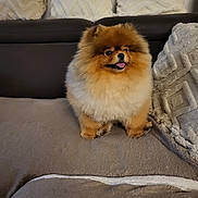Tao a rejoint le concours — aidez-le/la à gagner de superbes lots ! animal, brown_fur, companion, couch, cozy, cute, dog, domestic, fluffy, friendly, furniture, happy, home, indoor, pet, pillows, pomeranian, sitting, small_dog, tongue_out