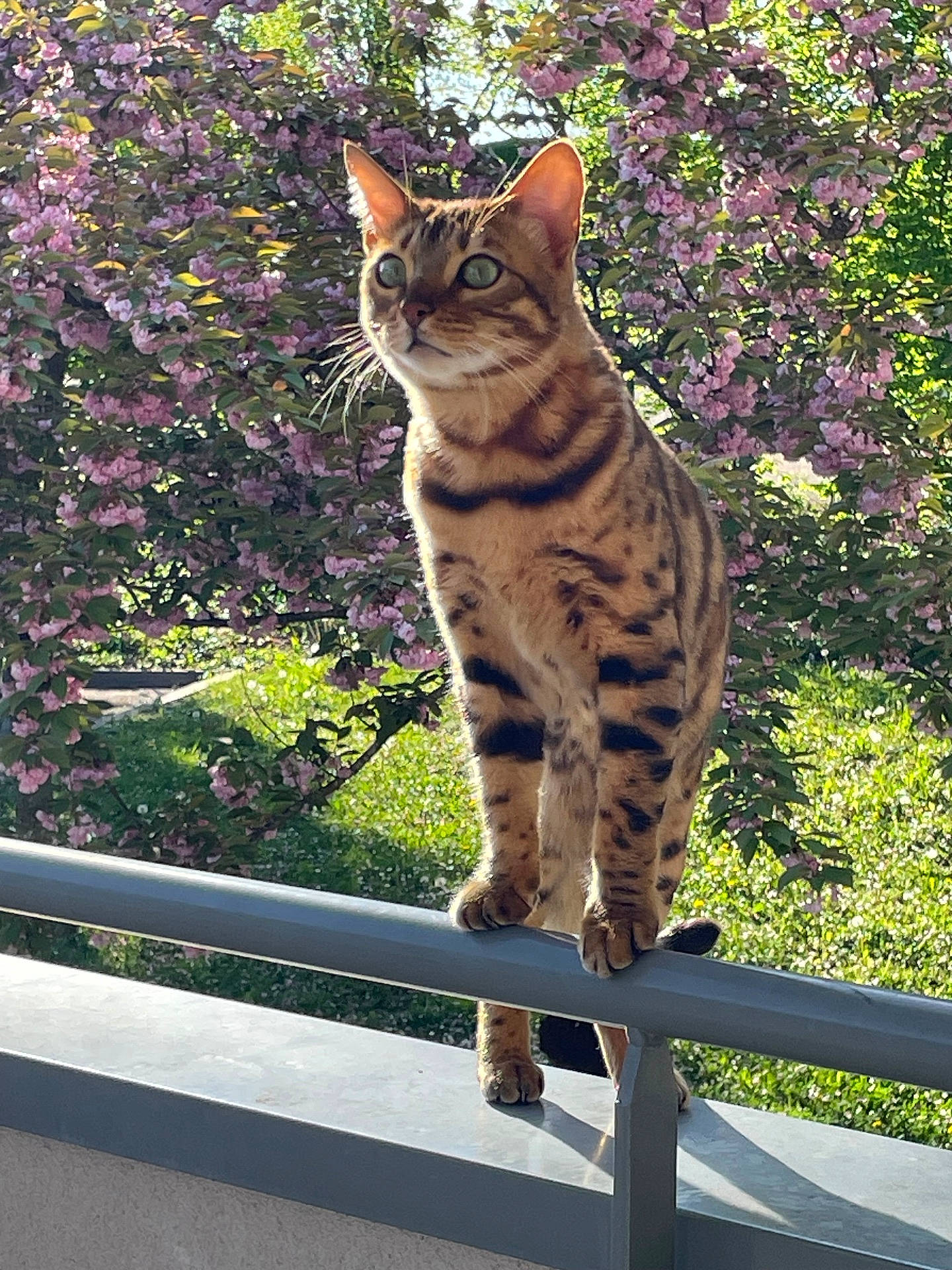 Shayan a rejoint le concours — aidez-le/la à gagner de superbes lots ! animal, backyard, cat, face, grass, head, herbal, herbs, jar, nature, outdoors, person, pet, photography, plant, portrait, pottedplant, tree, vegetation, yard