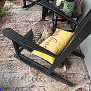 Peanut is registered to the contest to win money with this photo: cat, rocking_chair, yellow_pillow, gray_tabby, flower_vase, pink_flowers, purple_flowers, outdoor, rug, plant, side_table, wooden_chair, relaxed, pet, animal, green_pot, decor, natural_light, floor, home_garden