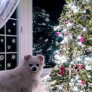 Rocky joined the competition — help win amazing prizes! dog, white_dog, fluffy, christmas_tree, holiday_decorations, lights, ornaments, window, snowflake_stickers, lamp, indoor, festive, night, cozy, home, pet, animal, decor, celebration, winter