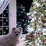 dog, white_dog, fluffy, christmas_tree, holiday_decorations, lights, ornaments, window, snowflake_stickers, lamp, indoor, festive, night, cozy, home, pet, animal, decor, celebration, winter
