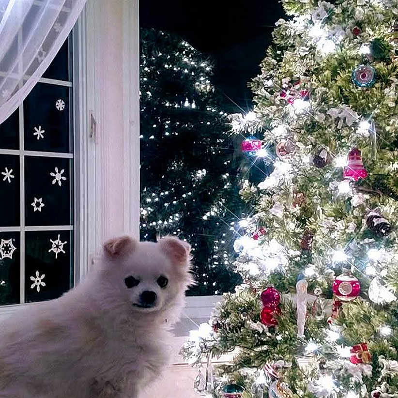 Rocky joined the competition — help win amazing prizes! animal, celebration, christmas_tree, cozy, decor, dog, festive, fluffy, holiday_decorations, home, indoor, lamp, lights, night, ornaments, pet, snowflake_stickers, white_dog, window, winter