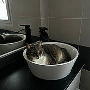Mya a rejoint le concours — aidez-le/la à gagner de superbes lots ! animal, bathroom, black_countertop, calm, cat, cute, domestic_cat, faucet, feline, gray_cat, indoor, mirror, pet, portrait, reflection, relaxed, resting, sink, tile_wall, white_sink