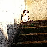 Ava participe au concours pour gagner de l'argent avec cette photo : puppy, dog, stairs, outdoor, sunlight, shadow, moss, wall, curious, pet, animal, resting, brown, white, texture, stone, nature, young, cute, daylight