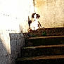 puppy, dog, stairs, outdoor, sunlight, shadow, moss, wall, curious, pet, animal, resting, brown, white, texture, stone, nature, young, cute, daylight