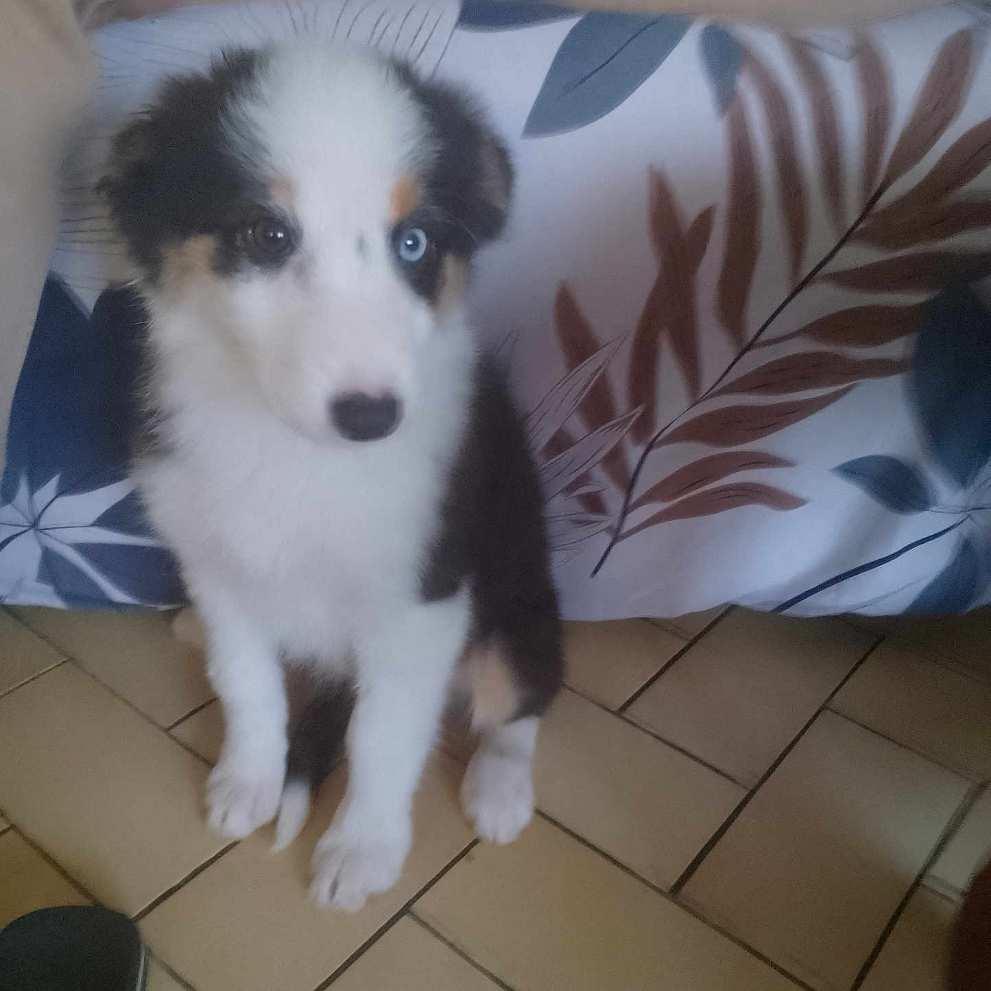 Ava a rejoint le concours — aidez-le/la à gagner de superbes lots ! adorable, animal, black, brown, canine, cute, dog, domestic, eyes, floor, fur, heterochromia, indoor, pet, portrait, puppy, sitting, tile, white, young