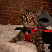 Neyo is registered to the contest to win money with this photo: animal, bed, blanket, bowtie, brick_wall, cat, closeup, cozy, curious, cute, feline, fur, indoor, leash, pet, portrait, red_harness, resting, tabby, whiskers