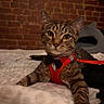 animal, bed, blanket, bowtie, brick_wall, cat, closeup, cozy, curious, cute, feline, fur, indoor, leash, pet, portrait, red_harness, resting, tabby, whiskers