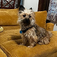Wicket is registered to the contest to win money with this photo: dog, pet, couch, indoor, furniture, curtains, living_room, brown, corduroy, small_dog, fluffy, collar, seat, domestic_animal, canine, window, wooden_chair, fabric, cozy, home