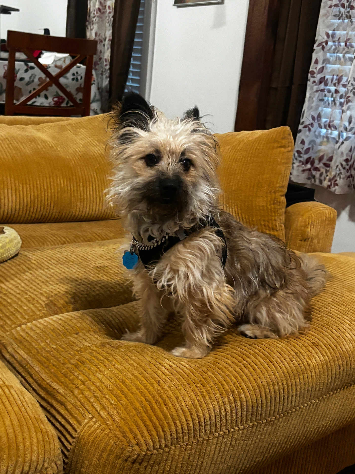 Wicket is registered to the contest to win money with this photo: dog, pet, couch, indoor, furniture, curtains, living_room, brown, corduroy, small_dog, fluffy, collar, seat, domestic_animal, canine, window, wooden_chair, fabric, cozy, home